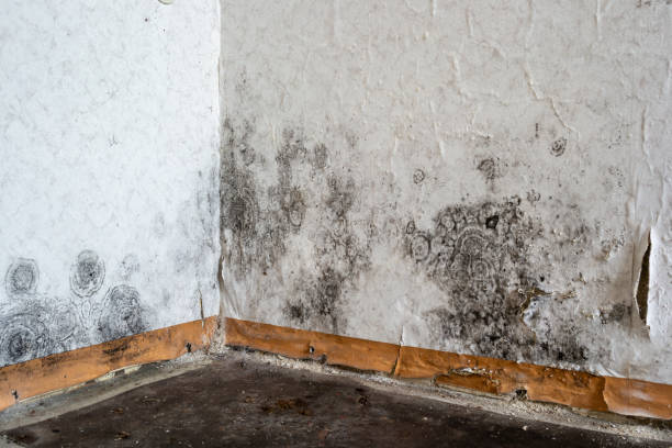 Best Office Mold Removal Services  in Louisville, CO